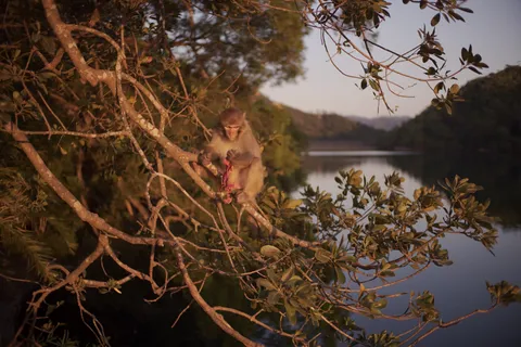 Photo 2026-02-14-monkey