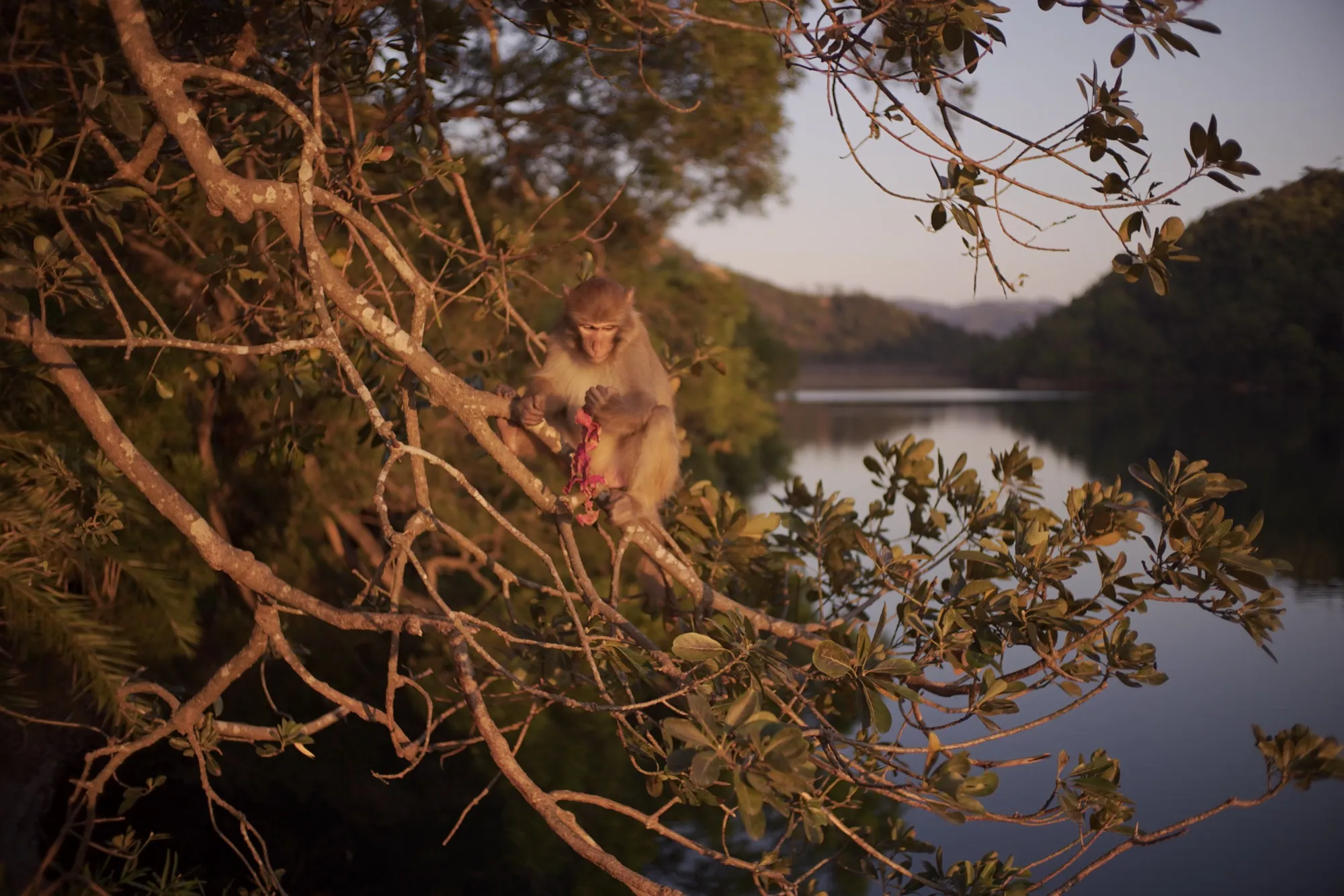 Photo 2026-02-14-monkey